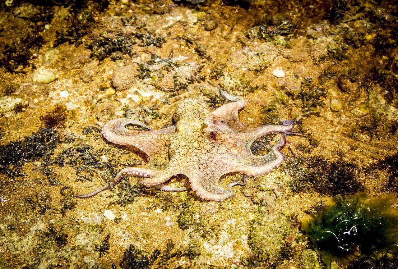 Caboco Sonhado Passeios Nauticos E Pousada Mundaú Exterior foto